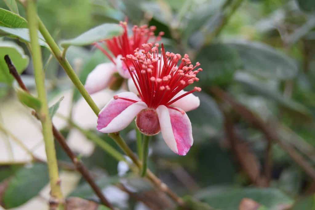 Acca sellowiana 60-80 cm